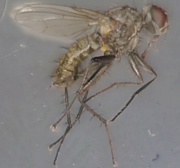 Botanophila odontogaster.jpg